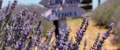 Avaz Turizm